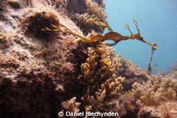 leafy seadragon by Daniel Blechynden 